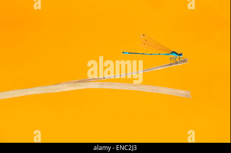 Azure, damselfly Coenagrion puella su una cannuccia di fronte a uno sfondo arancione Foto Stock