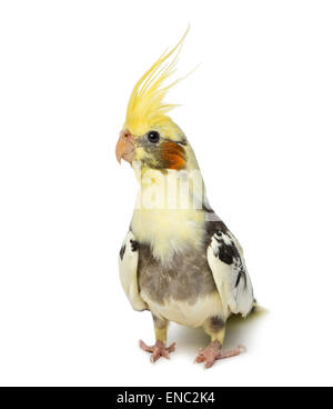 Cockatiel, Nymphicus hollandicus, di fronte a uno sfondo bianco Foto Stock