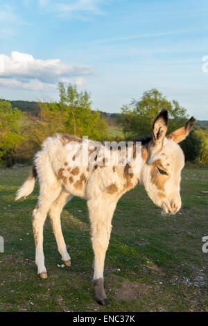 Le gioie della primavera di un nuovo nato asino circa un giorno il vecchio nato nel parco nazionale di New Forest Hampshire REGNO UNITO Foto Stock