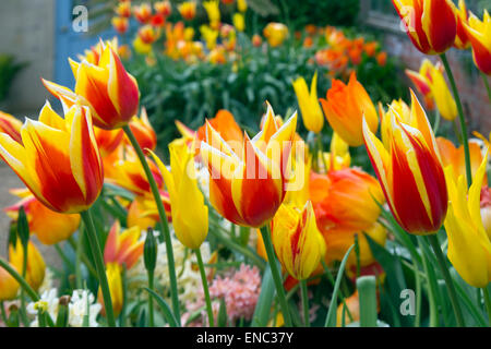 Tulips Parrot variety in flower with hyacinths Spring Norfolk Foto Stock