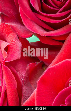 Gruppo di rose rosse molto romantico per il giorno di san valentino Foto Stock