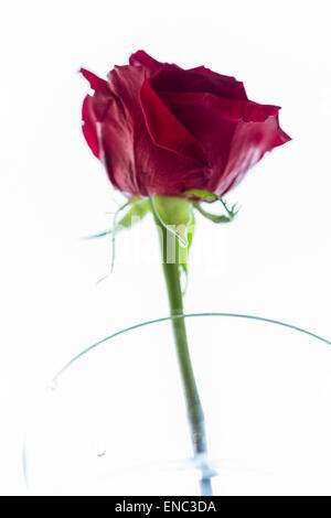 Red Rose in vaso di vetro Foto Stock