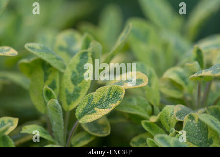 Chiusura del variegato pianta di salvia. Foto Stock