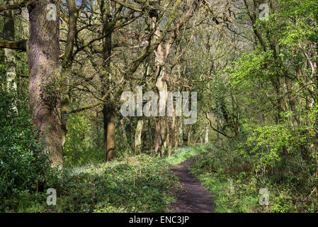 Path through an English woodland in spring with sunlight and shadows on the path. Foto Stock