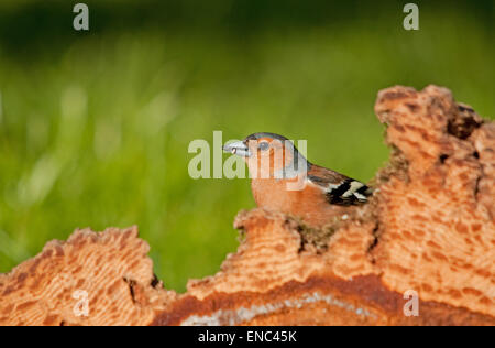 Maschio di fringuello rovistando in un pino abbattuto ceppo di albero Foto Stock