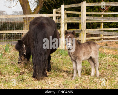 Un pony Shetland mare e puledro Foto Stock