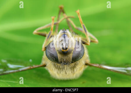 Vista frontale di un morto Hoverfly (probabilmente Myathropa Florea) recante su di esso di nuovo nel West Sussex, in Inghilterra, Regno Unito. Foto Stock