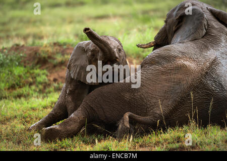 Giovane elefante giocando, Serengeti, Tanzania Africa Foto Stock