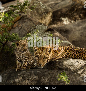 Leopard e i suoi cuccioli in appoggio sulle rocce, Serengeti, Tanzania Africa Foto Stock