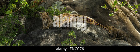 Leopard e i suoi cuccioli in appoggio sulle rocce, Serengeti, Tanzania Africa Foto Stock