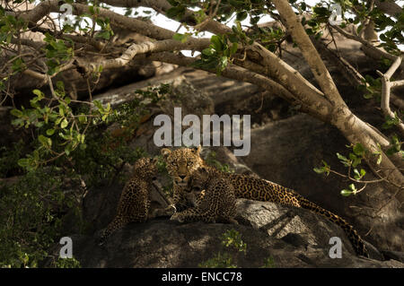 Leopard e i suoi cuccioli in appoggio sulle rocce, Serengeti, Tanzania Africa Foto Stock