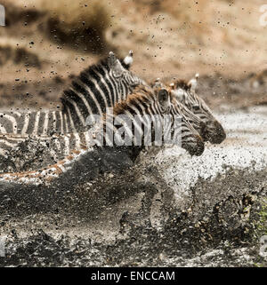 Zebra al galoppo nel fiume, Serengeti, Tanzania Africa Foto Stock