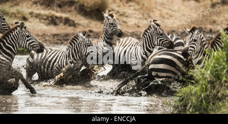 Zebre al galoppo in un fiume, Serengeti, Tanzania Africa Foto Stock