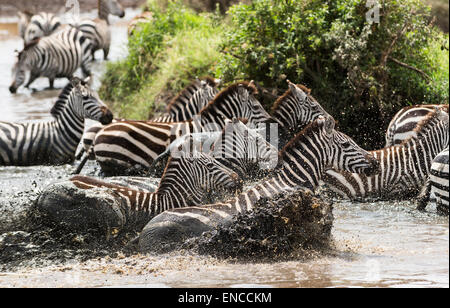 Zebre al galoppo in un fiume, Serengeti, Tanzania Africa Foto Stock