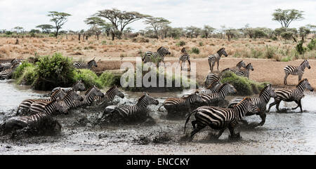 Allevamento di zebra al galoppo in un fiume, Serengeti, Tanzania Africa Foto Stock