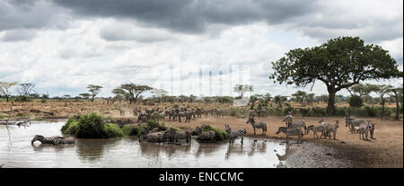 Mandria di zebre appoggiata da un fiume, Serengeti, Tanzania Africa Foto Stock