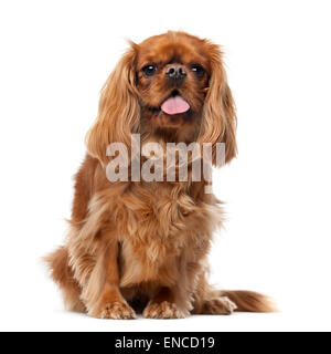 Cavalier King Charles Spaniel (2 anni) davanti a uno sfondo bianco Foto Stock