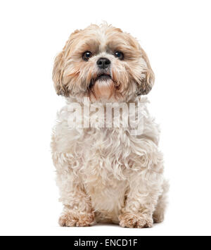 Shih Tzu (7 anni) davanti a uno sfondo bianco Foto Stock