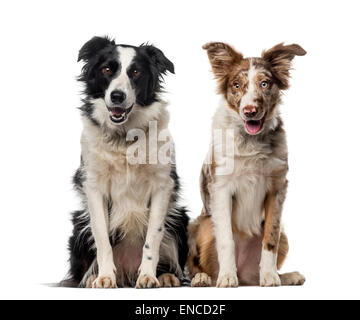 Due Border collies davanti a uno sfondo bianco Foto Stock