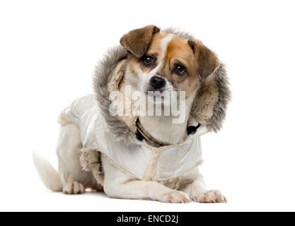 Crosbreed vestiti (3 anni) davanti a uno sfondo bianco Foto Stock