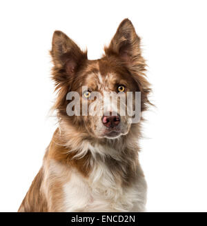 Border Collie (15 anni) di fronte a uno sfondo bianco Foto Stock