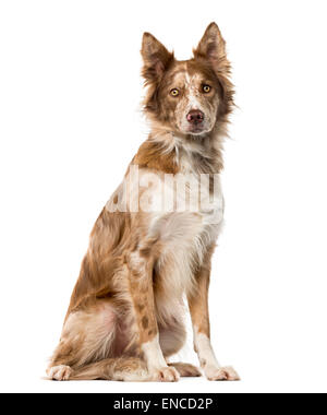 Border Collie (15 anni) di fronte a uno sfondo bianco Foto Stock