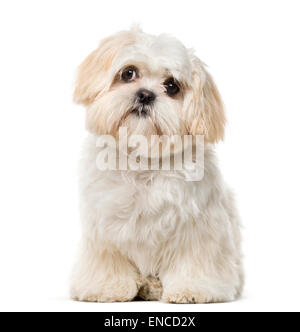 Shih Tzu cucciolo (6 mesi) davanti a uno sfondo bianco Foto Stock
