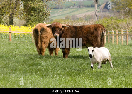 Highland mucche in un prato con una pecora come un compagno di viaggio Foto Stock