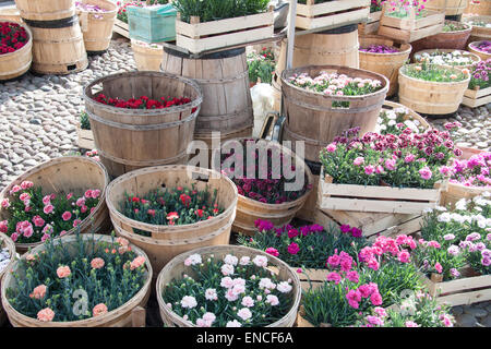 Contenitori di fiori in un mercato, pronto per essere venduto Foto Stock