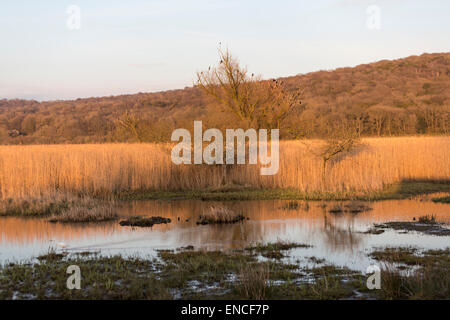 Uccelli in un albero a Leighton Moss RSPB riserva, Lancashire, Inghilterra, Regno Unito Foto Stock