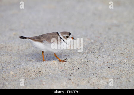 Piping Plover Charadrius melodus Foto Stock