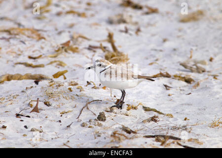 Piping Plover Charadrius melodus sulla spiaggia di sabbia bianca Foto Stock