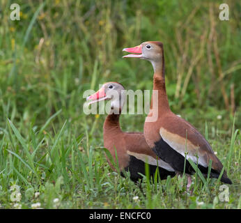 Una coppia di rospo sibilo anatre (Dendrocygna autumnalis), Brazos Bend state park, Needville, texas, Stati Uniti d'America Foto Stock