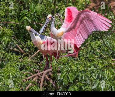 Il corteggiamento di roseate spatole (Platalea ajaja) a rookery, Alta Isola, Texas, Stati Uniti d'America. Foto Stock