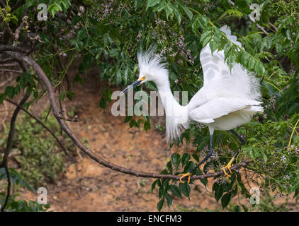 Snowy garzetta (Egretta thuja) in allevamento piumaggio, Alta Isola, Texas, Stati Uniti d'America. Foto Stock