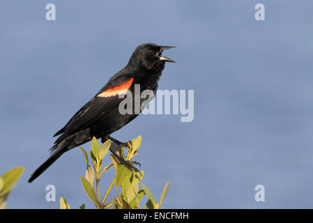 Un maschio di colore rosso-winged blackbird (Agelaius phoeniceus) cantare, Galveston, Texas, Stati Uniti d'America Foto Stock