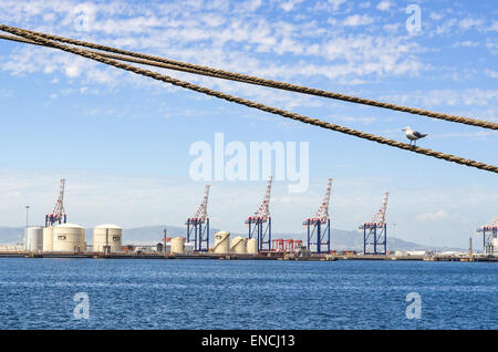 Bird su una linea di ormeggio nel porto di Città del Capo, Sud Africa, con gru del terminal container in background Foto Stock