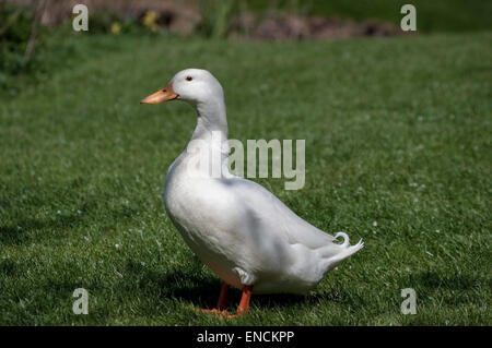 Singola bianco Aylesbury duck su erba, lato su ma guardando la fotocamera. Spazio attorno per copia. Foto Stock