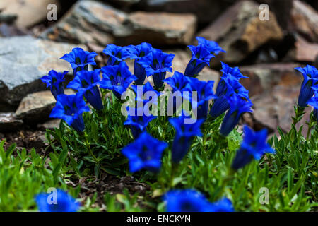 Gentiana Acaulis Genziana senza stelo blu cresce in pietra arenaria giardino, pianta che cresce in roccia Foto Stock