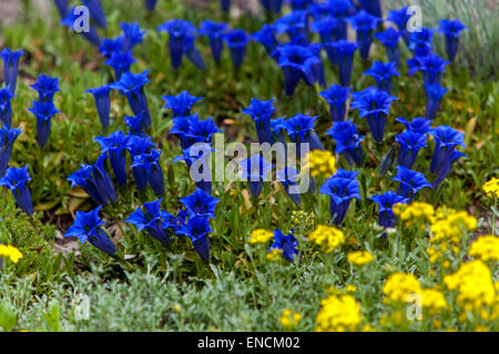 Stemless Blu Genziana, Gentiana acaulis su rock-giardino, rockery, alpinum, Foto Stock