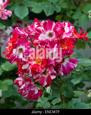 Rosa " quarto di luglio " Foto Stock