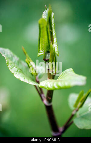 Knotweed giapponese, Fallopia japonica Reynoutria japonica, foglie giovani, pianta invasiva Foto Stock