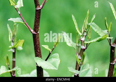 Knotweed giapponese, Fallopia japonica Reynoutria japonica, foglie giovani, pianta invasiva Foto Stock