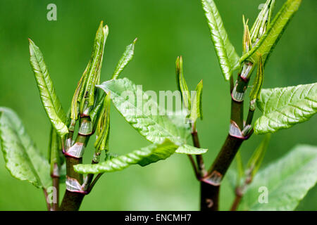 Knotweed giapponese, Fallopia japonica Reynoutria japonica, foglie giovani, pianta invasiva Foto Stock