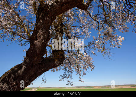 Pear Tree branch in piena fioritura su blu cielo soleggiato Foto Stock