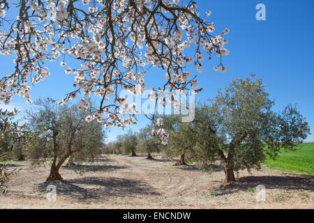 Lonely pear tree branch piena fioritura nel mezzo di un olivo campo di coltivazione Foto Stock