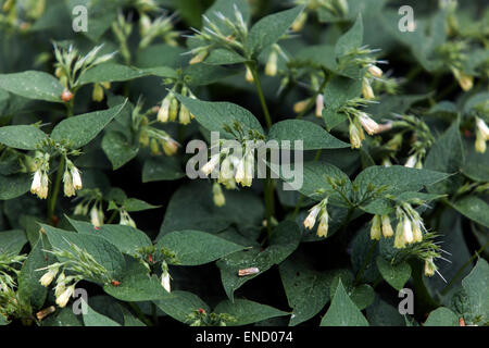 Comfrey tuberosa Symphytum tuberosum Foto Stock