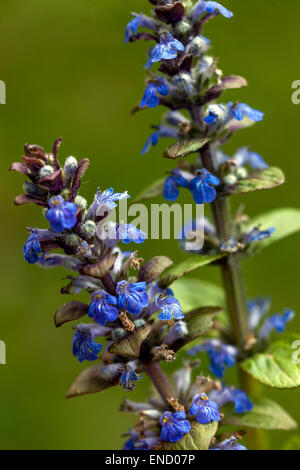 Rettani di Ajuga primo piano, fioritura, tappeto bugle, Fiore Foto Stock