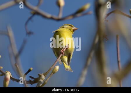 Un bambino finch verde con colore giallo brillante piumaggio è arroccato su rami contro una molla blu cielo Foto Stock