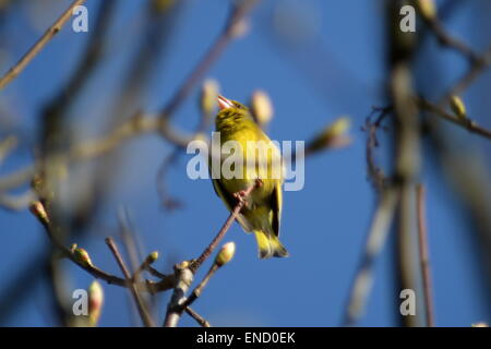 Un bambino finch verde con colore giallo brillante piumaggio chiamate per i suoi genitori, appollaiato su treetop rami contro una molla blu cielo Foto Stock